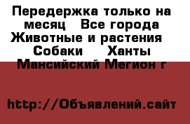 Передержка только на месяц - Все города Животные и растения » Собаки   . Ханты-Мансийский,Мегион г.